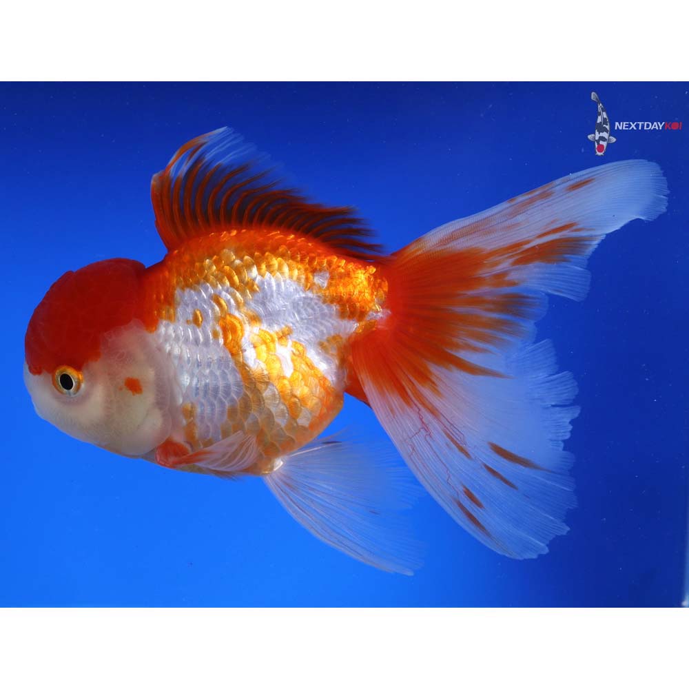 7” Imported Male Red and White Oranda | Koi Fish For Sale