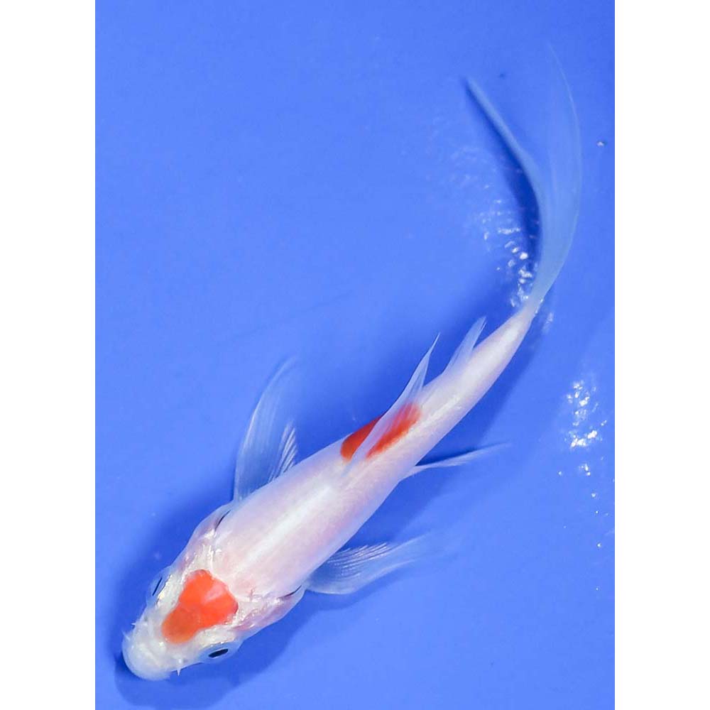 3” Imported Doitsu Glass Fin Kohaku Butterfly Koi | Koi Fish For Sale