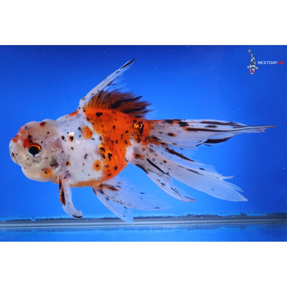 8” Imported Calico Oranda | Koi Fish For Sale