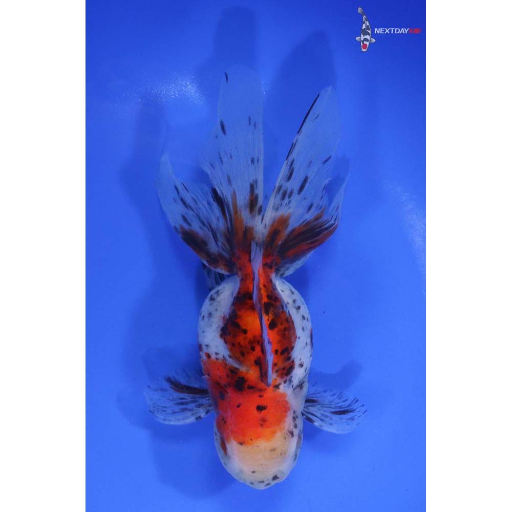 5” Imported Calico Oranda | Koi Fish For Sale