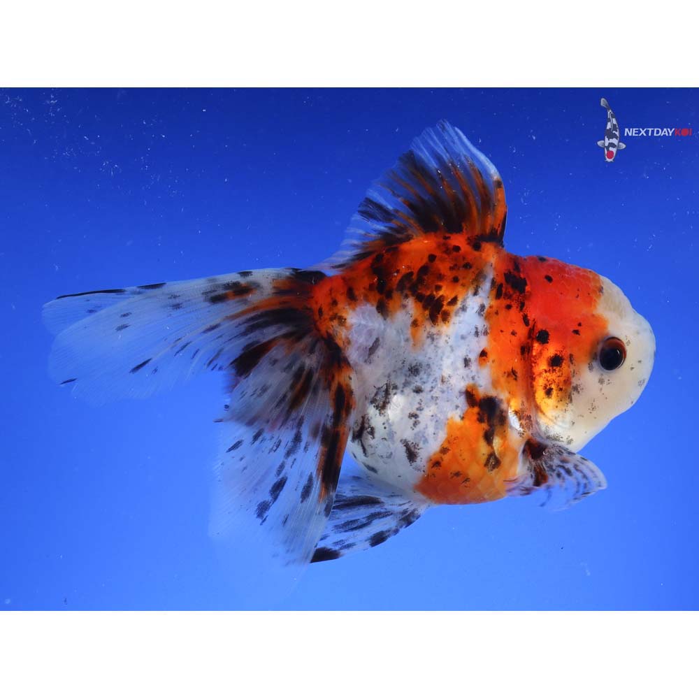 5” Imported Calico Oranda | Koi Fish For Sale