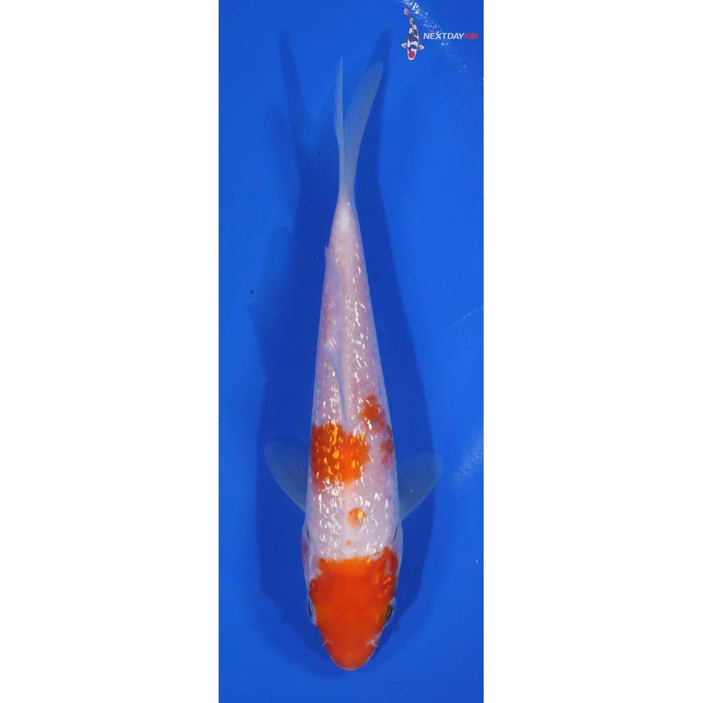 5" Gin Rin Kohaku | Koi Fish For Sale