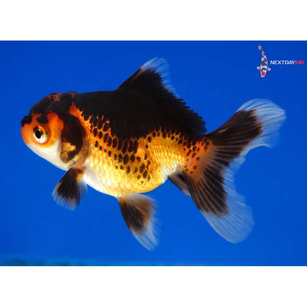 3” Imported Red and Black Oranda | Koi Fish For Sale