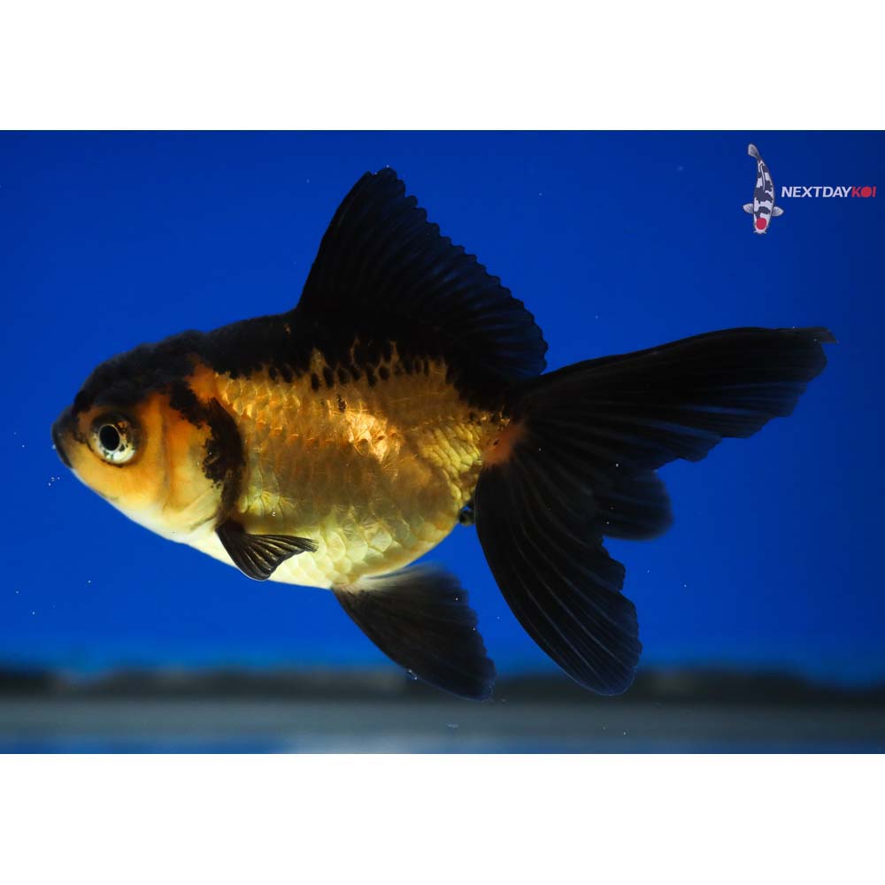 3” Imported Red and Black Oranda | Koi Fish For Sale