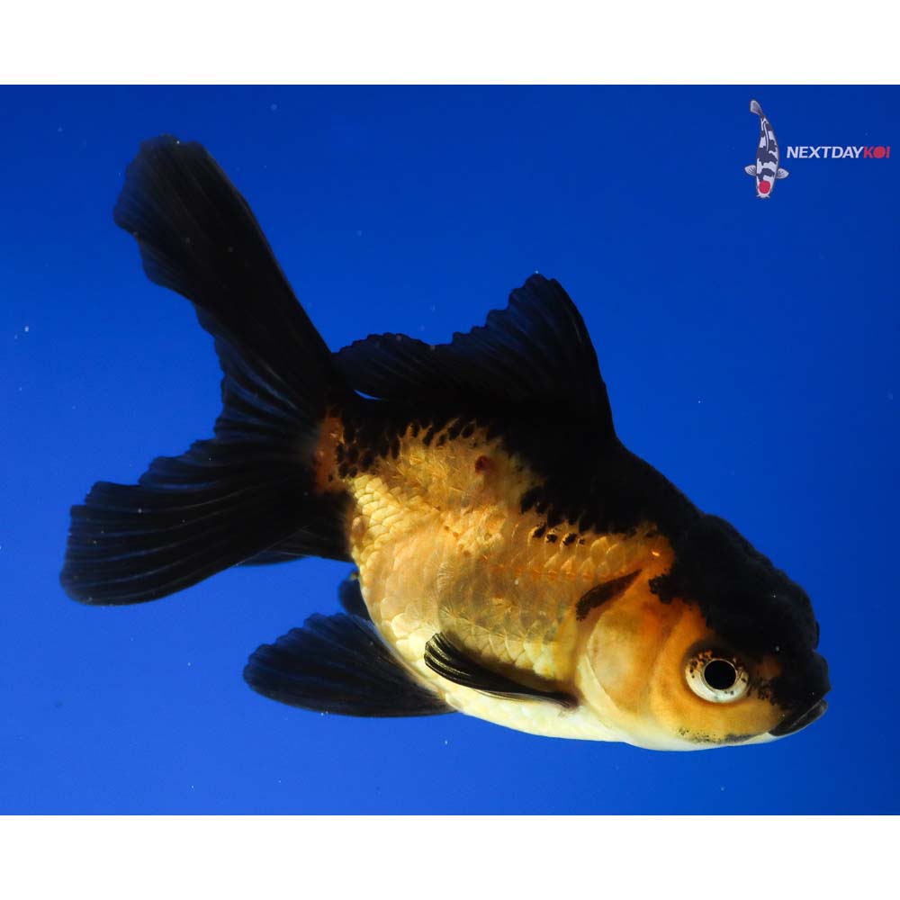 3” Imported Red And Black Oranda 