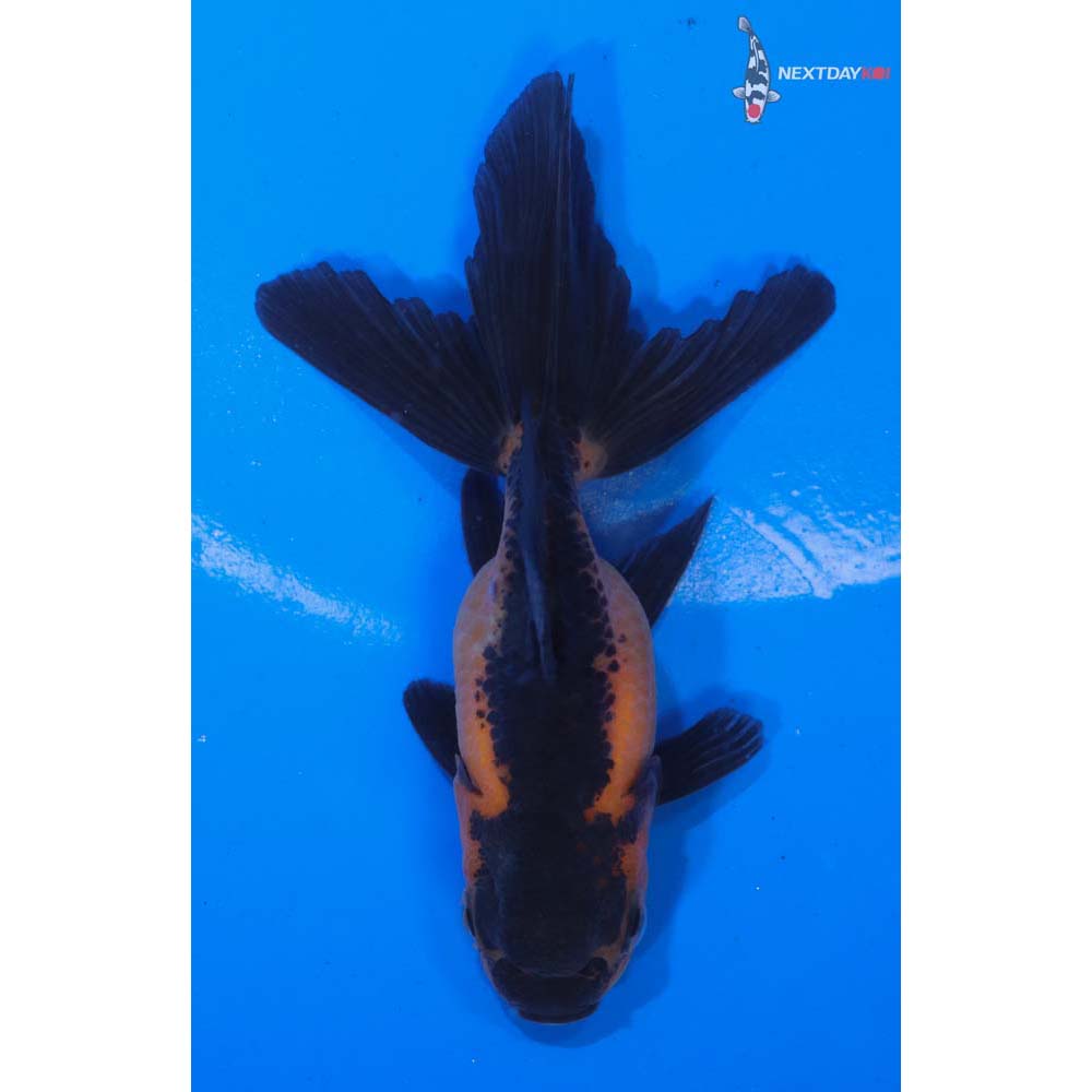 3” Imported Red and Black Oranda | Koi Fish For Sale