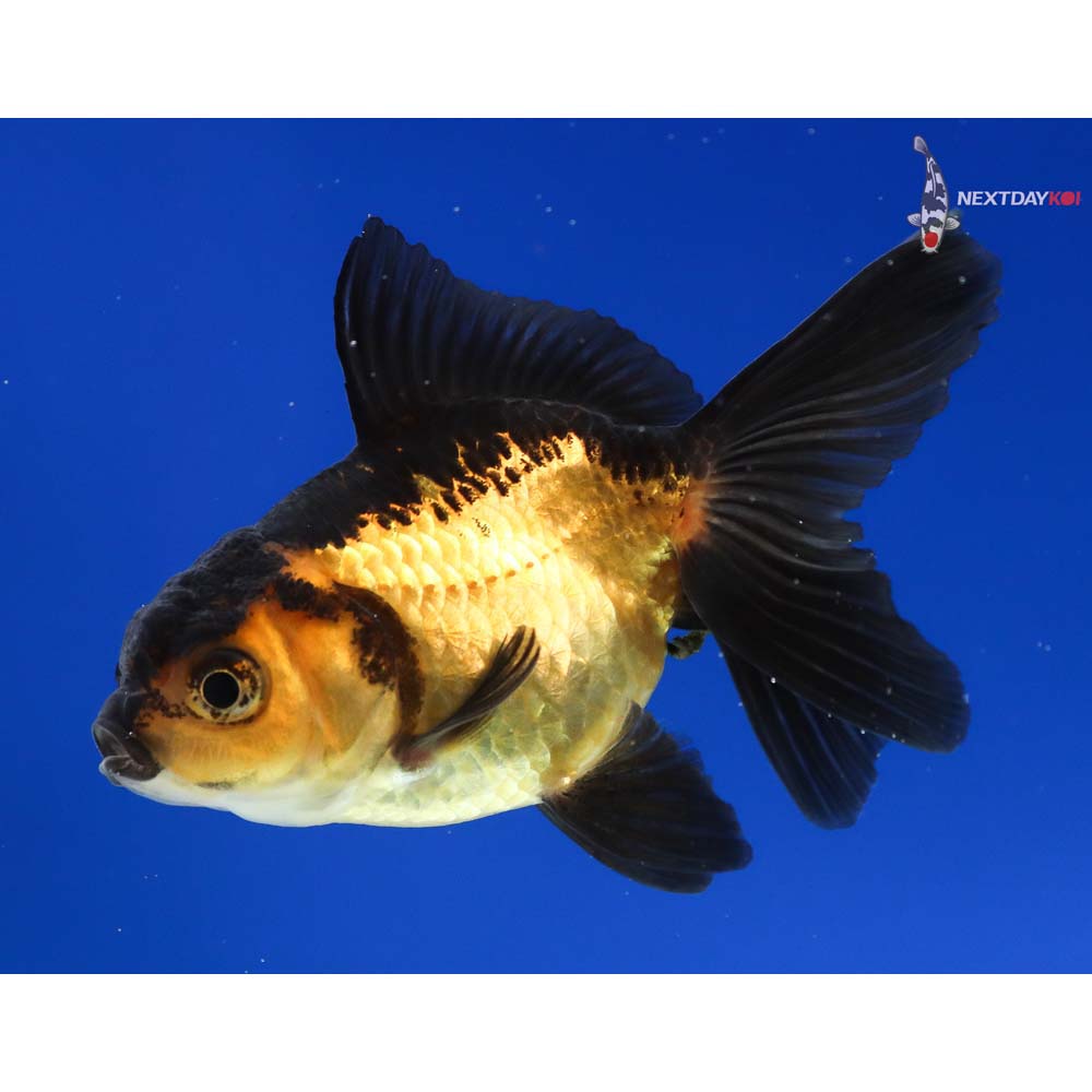 3” Imported Red and Black Oranda | Koi Fish For Sale