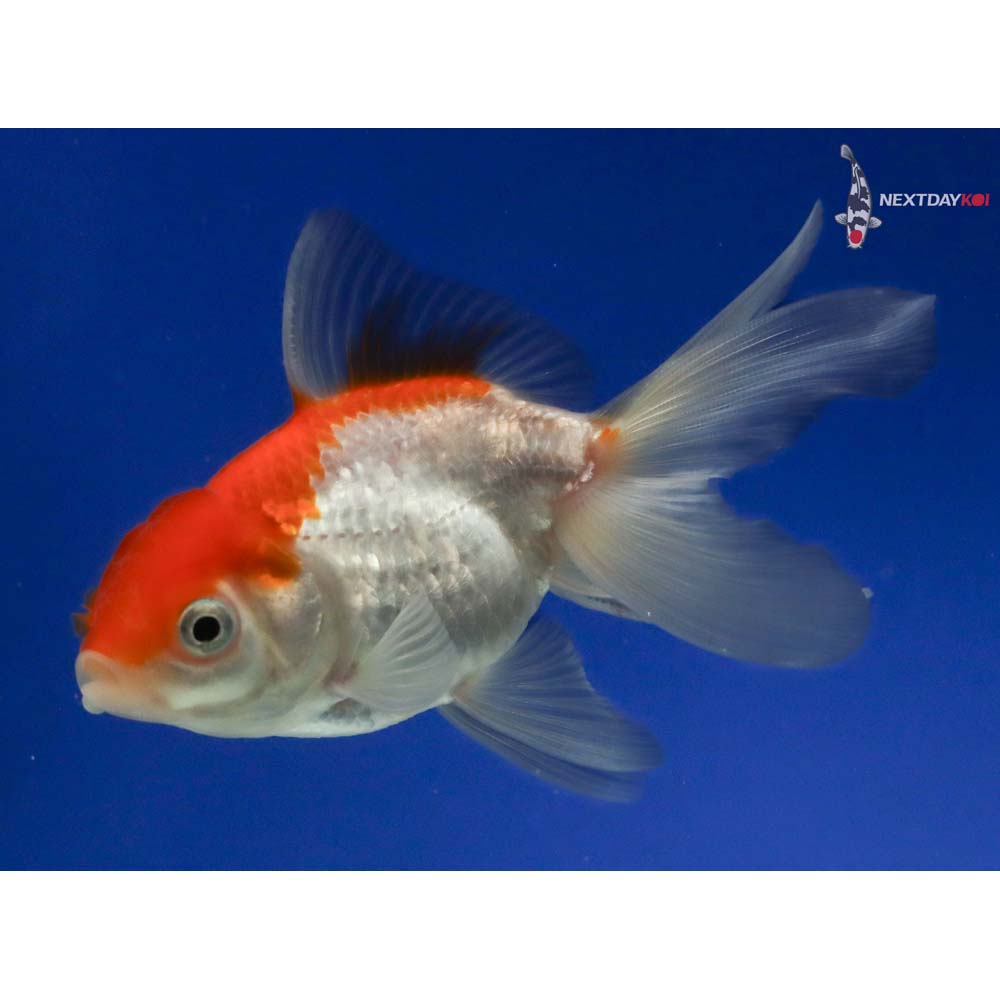 3.5” Imported Red and White Oranda | Koi Fish For Sale