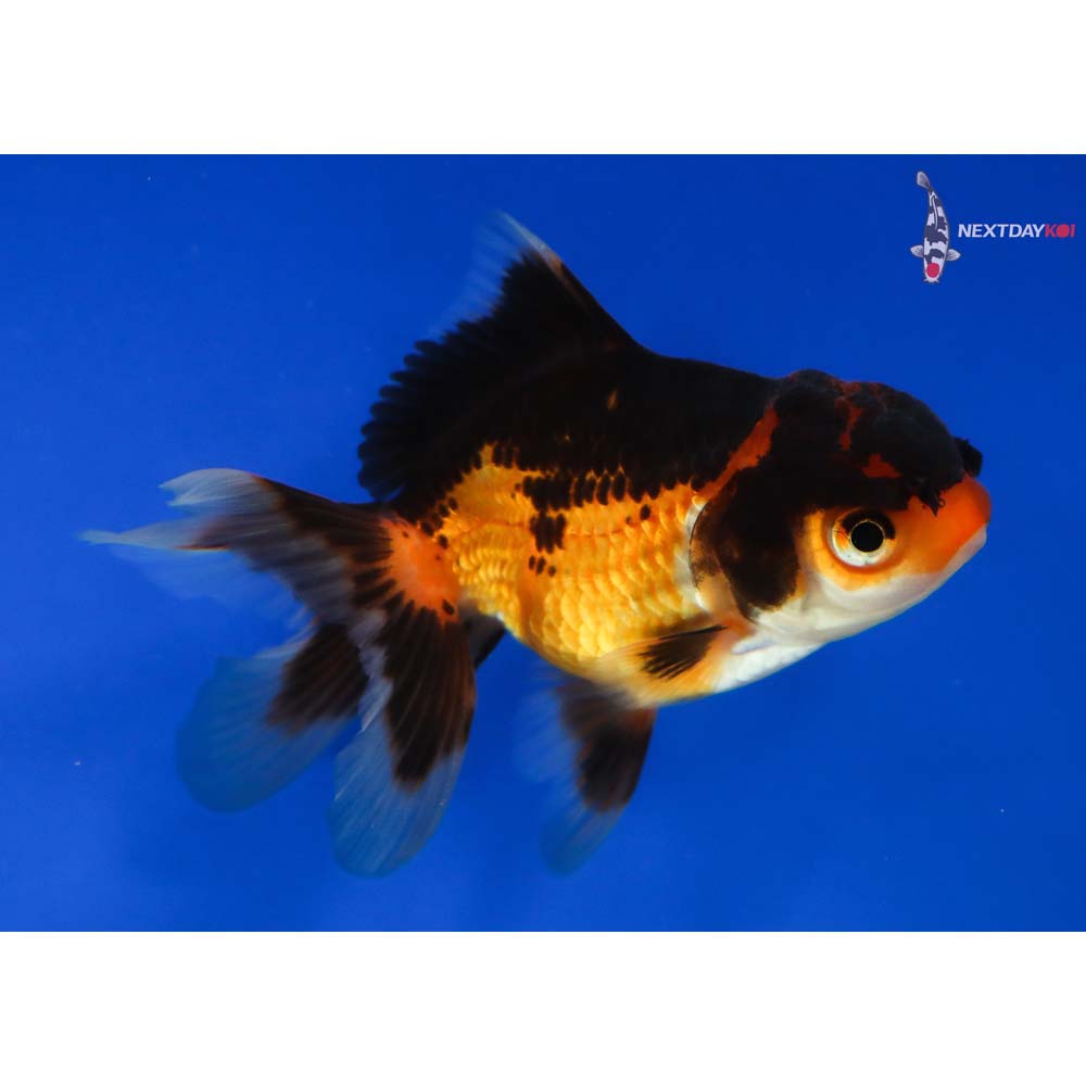 3” Imported Red and Black Oranda | Koi Fish For Sale