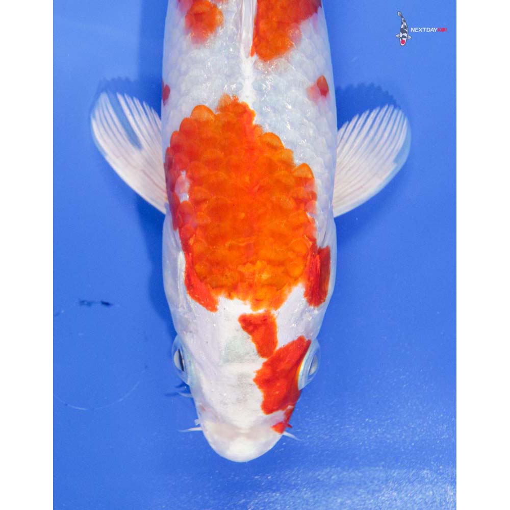 9-imported-hariwake-koi-fish-for-sale