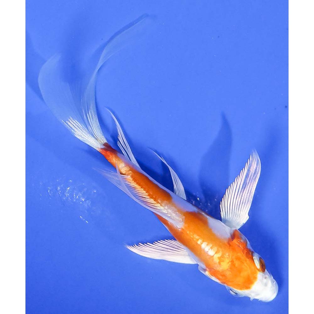 3” Imported Kikusui Butterfly Koi | Koi Fish For Sale