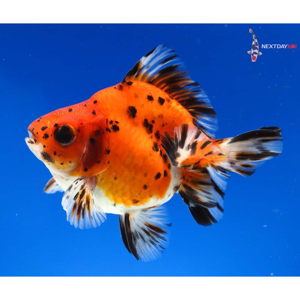 Imported Male Calico Ryukin Koi Fish For Sale