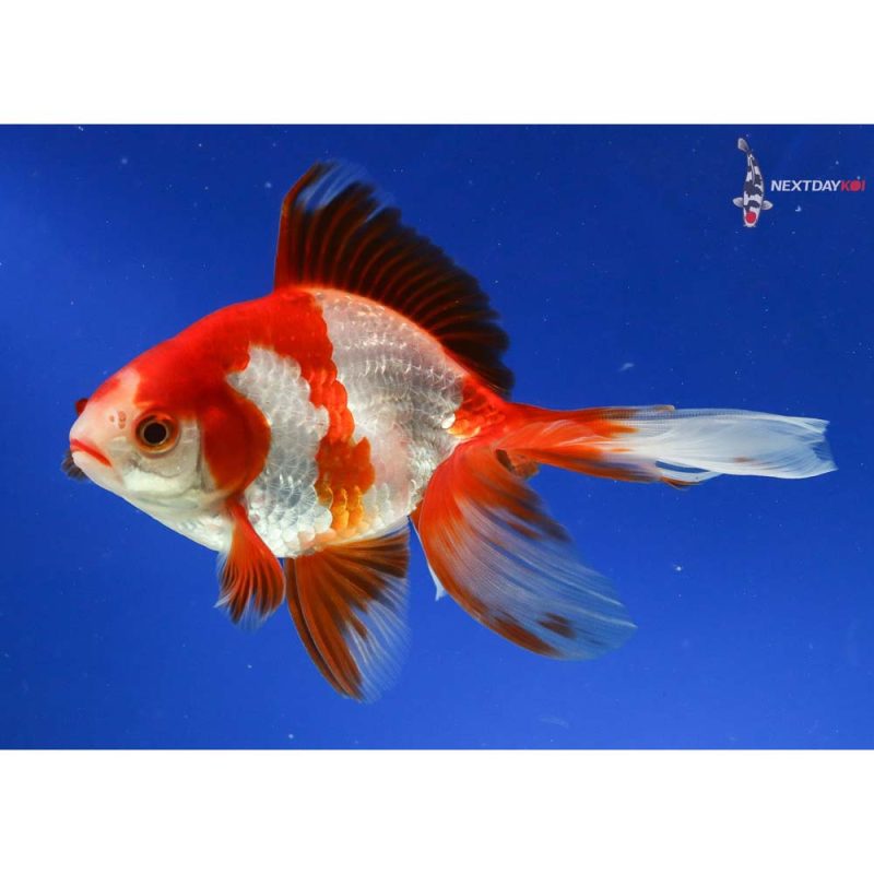 5.5” Imported Male Red and White Ryukin | Koi Fish For Sale