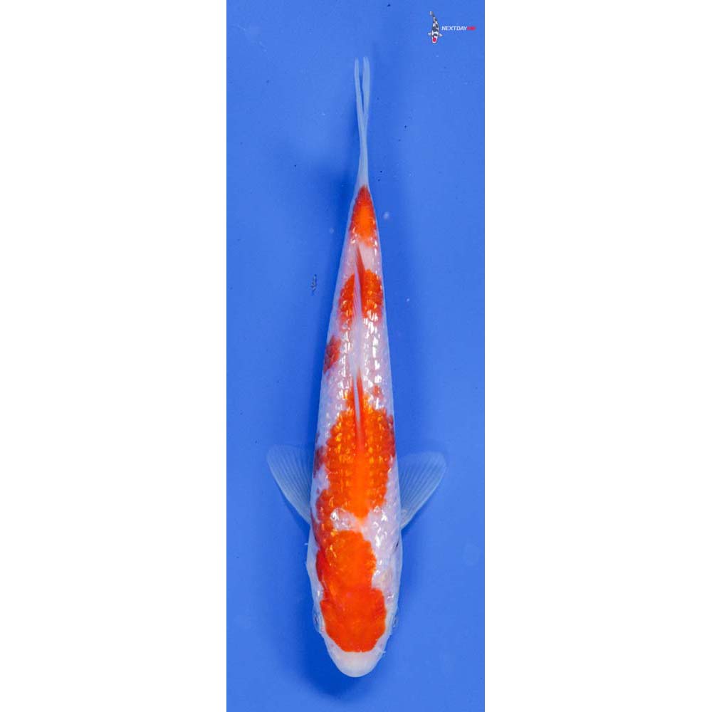 6” Gin Rin Kohaku | Koi Fish For Sale