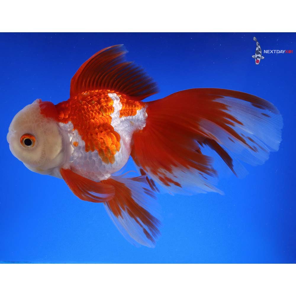 6” Imported Red and White Oranda | Koi Fish For Sale