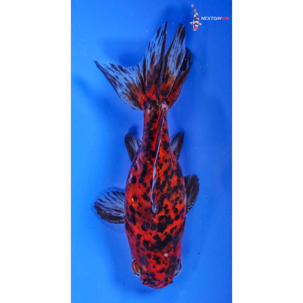 5” Imported Male Calico Fantail | Koi Fish For Sale