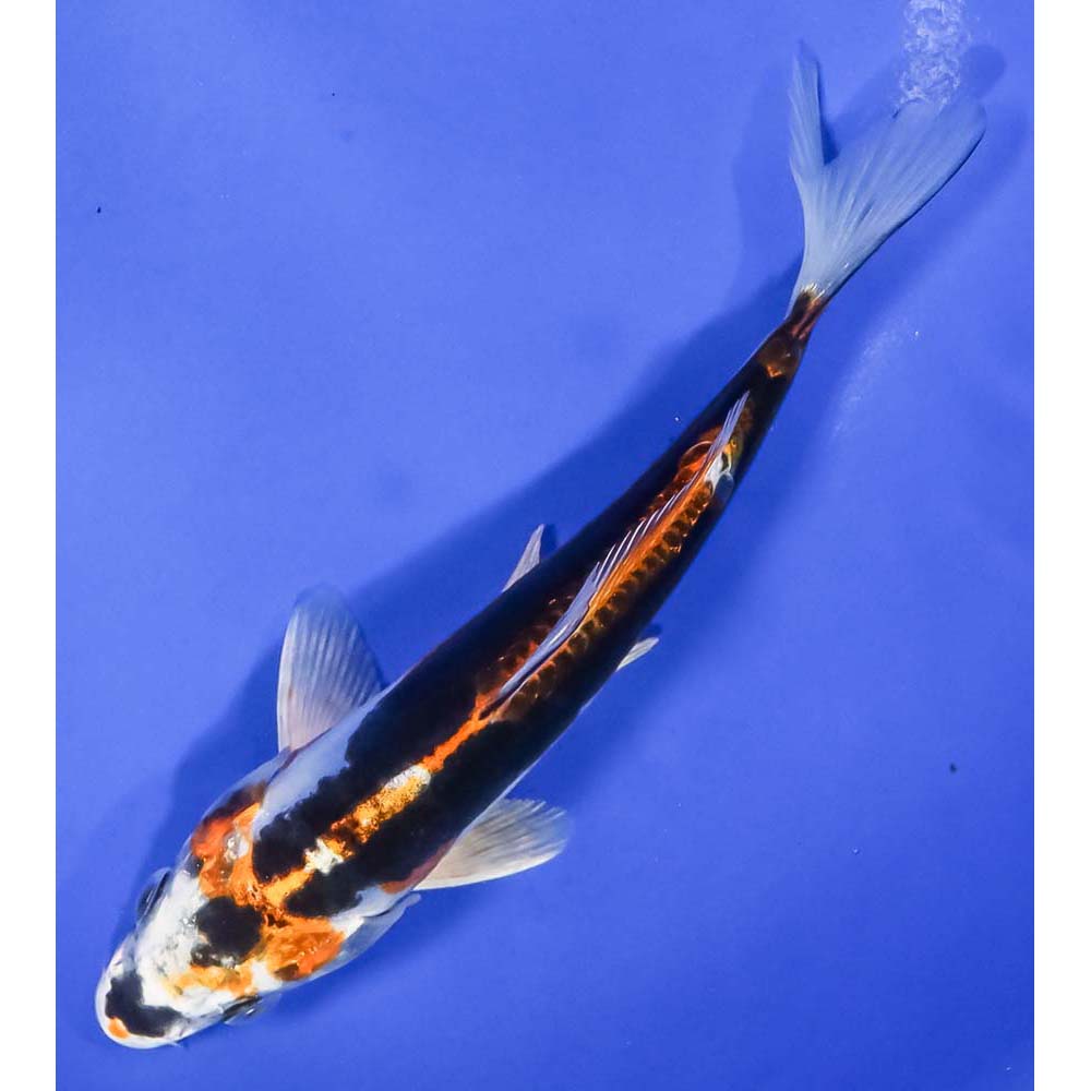 5.5” Kin Kikokuryu | Koi Fish For Sale