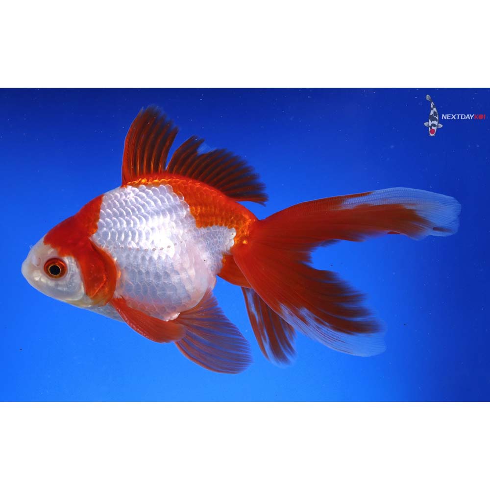 6” Imported Male Red and White Ryukin | Koi Fish For Sale