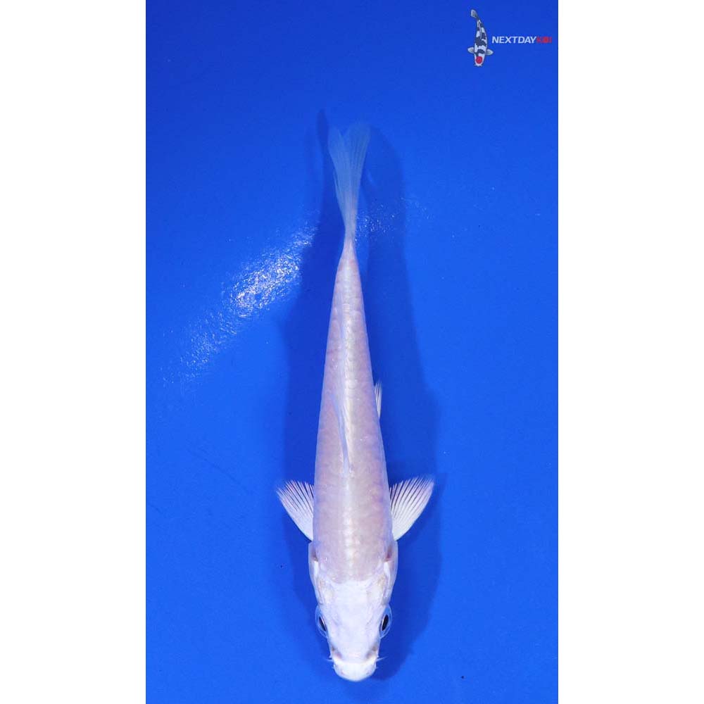 3” Imported Platinum Ogon | Koi Fish For Sale