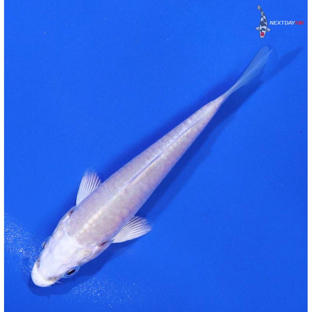 3” Imported Platinum Ogon | Koi Fish For Sale