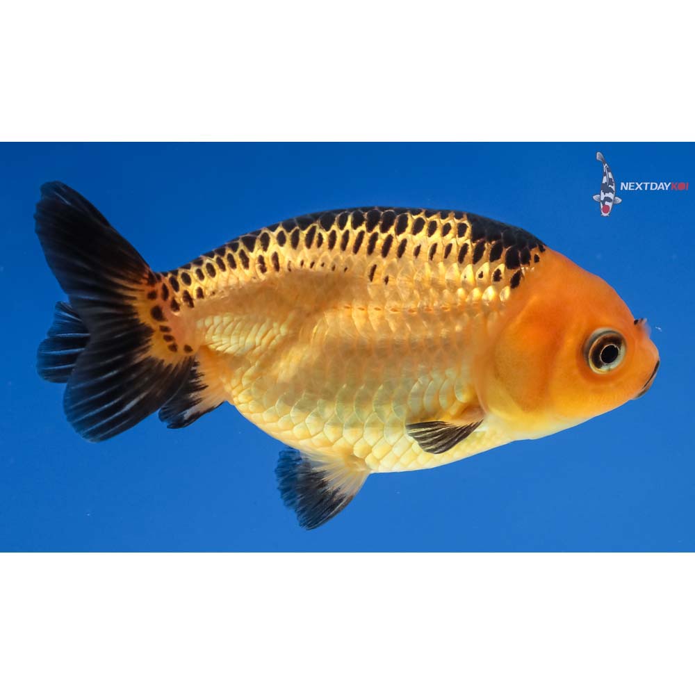 Ranchu | Koi Fish For Sale | Next Day Koi