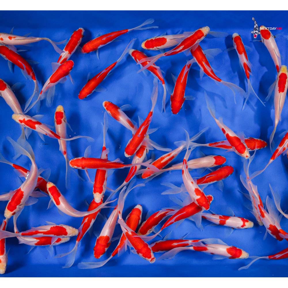 56" Longtail Sarasa Comet Goldfish Koi Fish For Sale