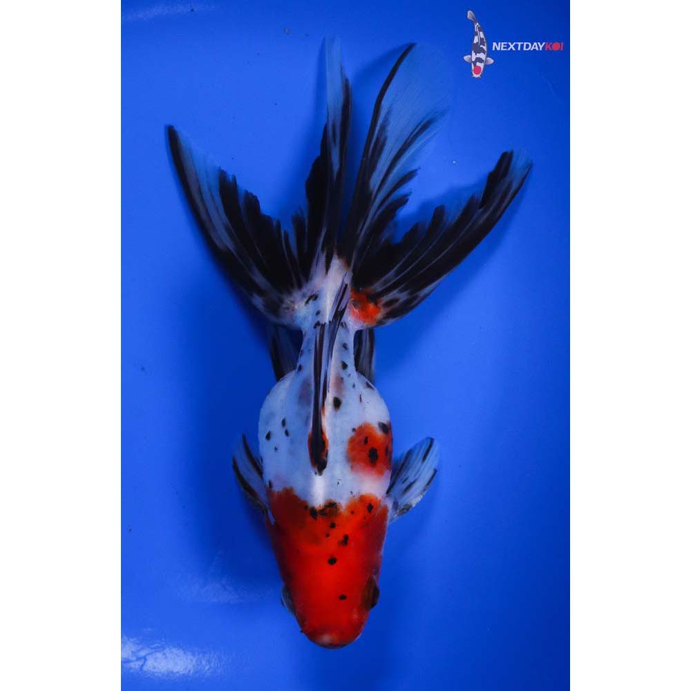 6” Imported Male Calico Fantail | Koi Fish For Sale