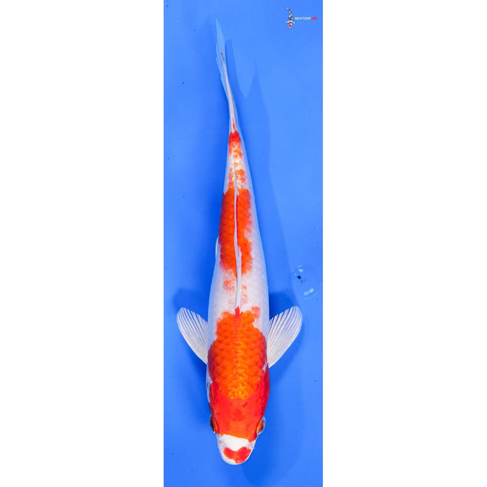 9-imported-hariwake-koi-fish-for-sale
