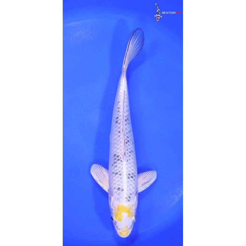 9 Imported Yamato Nishiki Koi Fish For Sale 9-imported-yamato-nishiki-koi-fish-for-sale