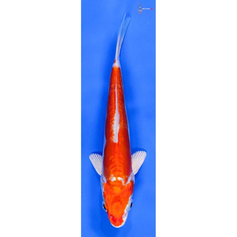 Single Fish Koi Fish For Sale Next Day Koi