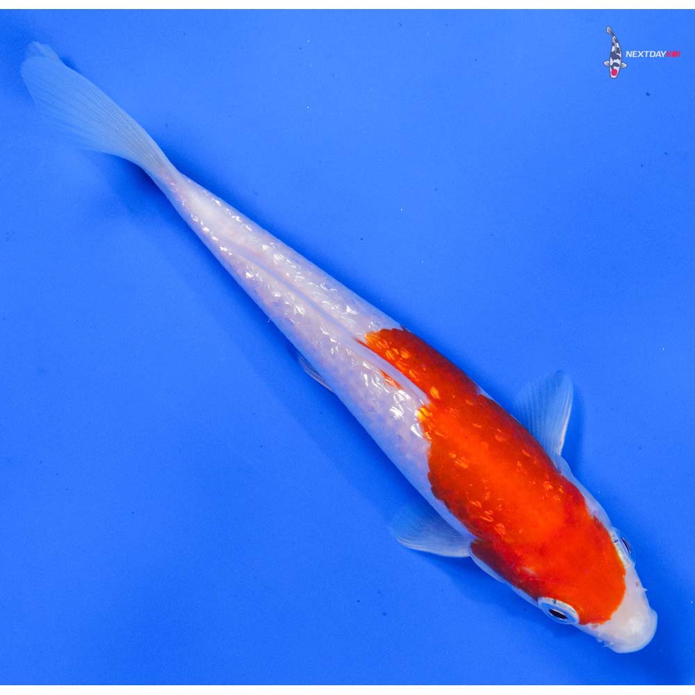 6” Imported Gin Rin Kohaku | Koi Fish For Sale