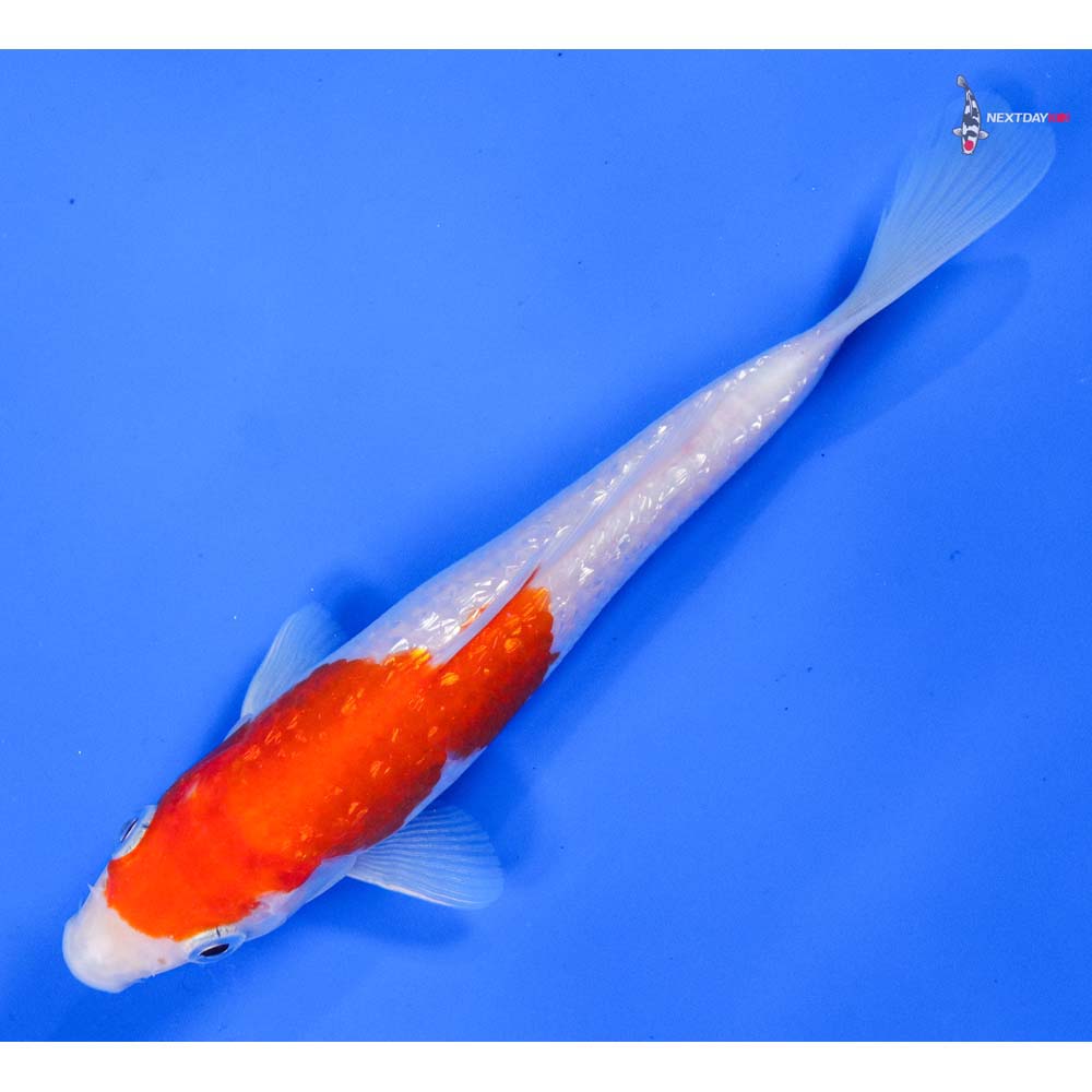 6” Imported Gin Rin Kohaku | Koi Fish For Sale