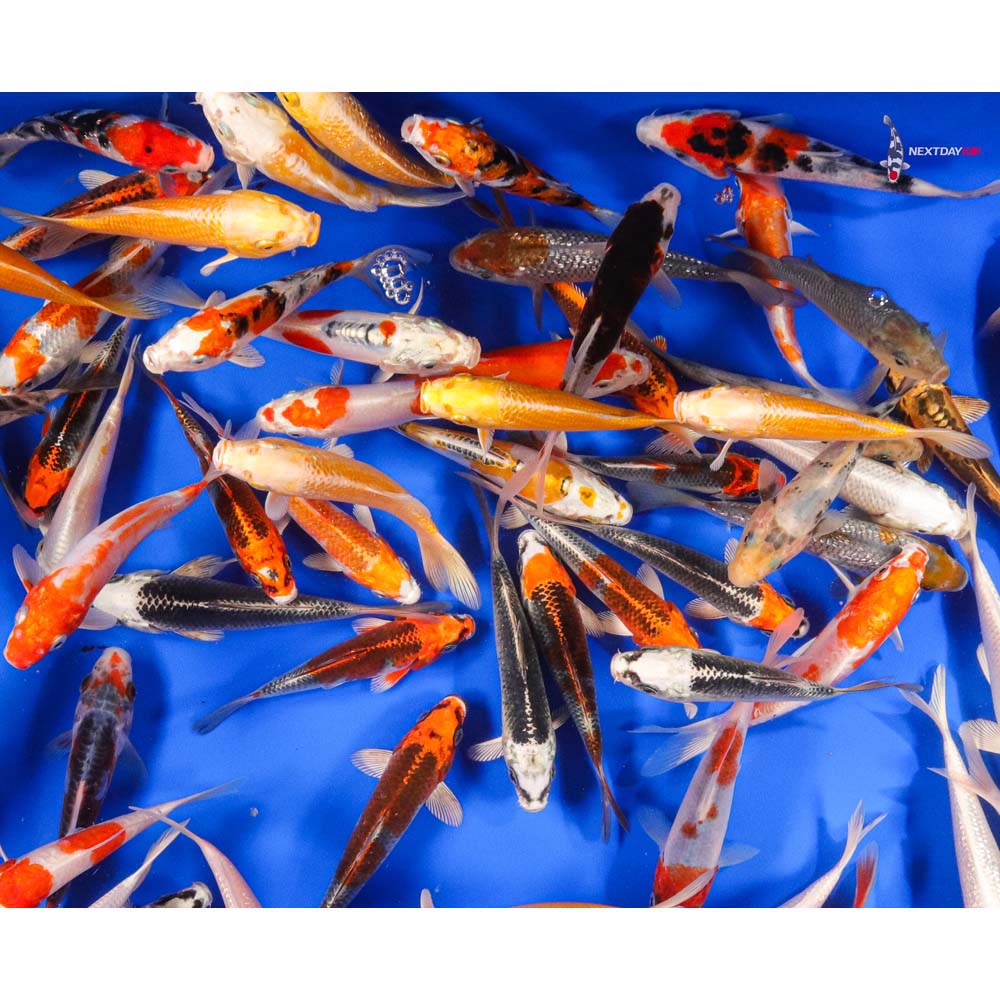 AA Grade (Premium Grade) Imported Koi - Image 6