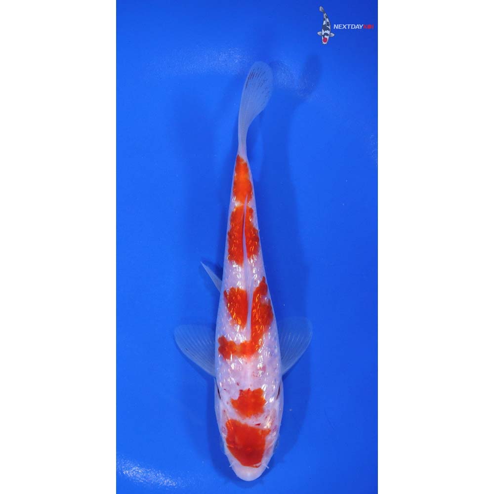 6” Gin Rin Kohaku | Koi Fish For Sale