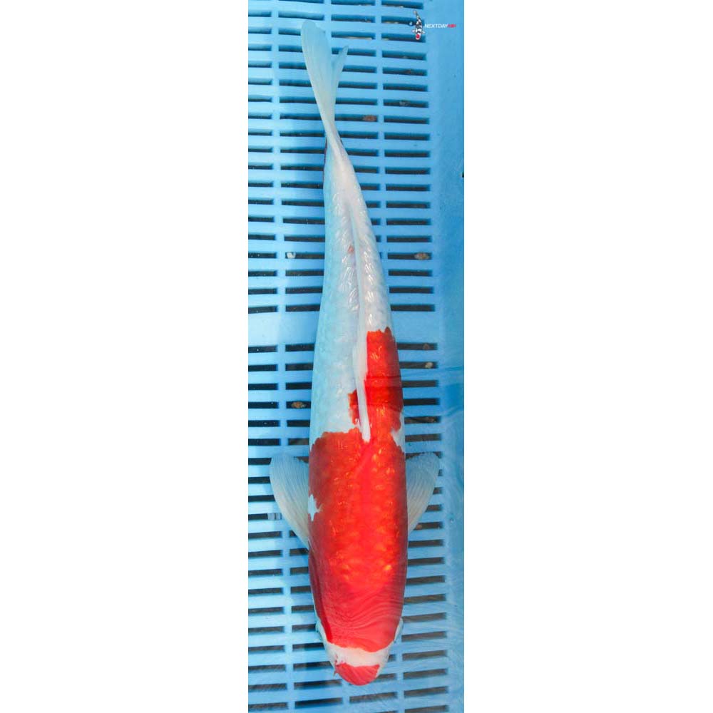 16” Imported Gin Rin Kohaku | Koi Fish For Sale