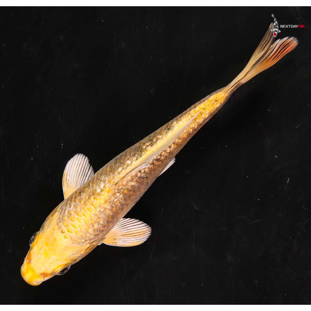 6” Imported Gin Rin Ki Matsuba | Koi Fish For Sale