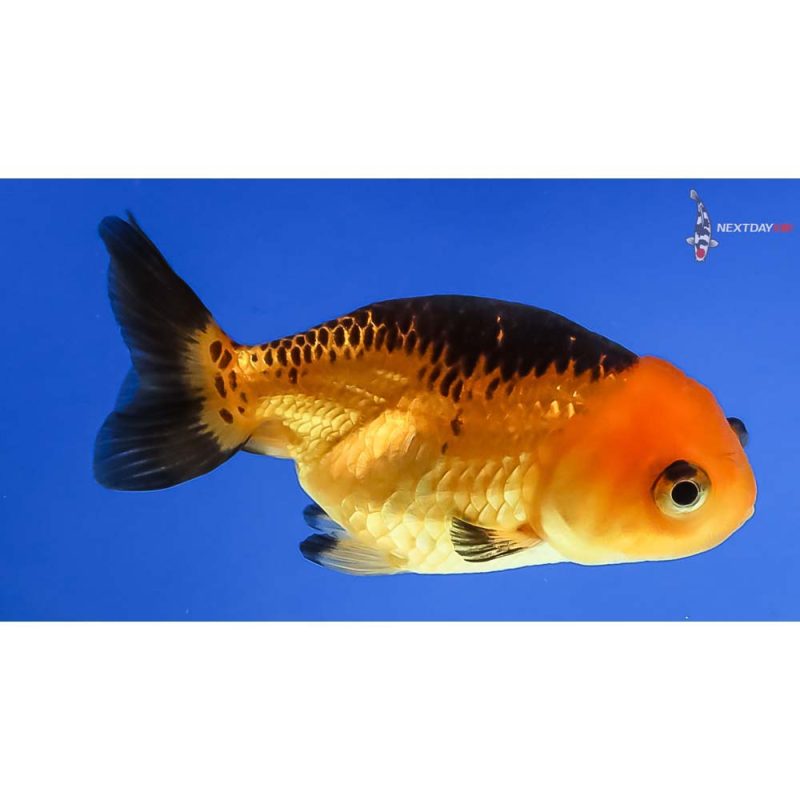 Ranchu | Koi Fish For Sale | Next Day Koi