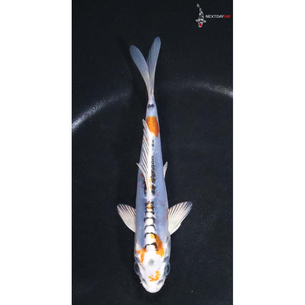 5 Imported Doitsu Blue Kujaku Koi Fish For Sale