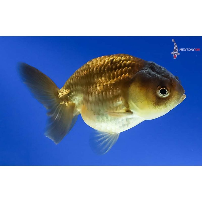 Ranchu | Koi Fish For Sale | Next Day Koi