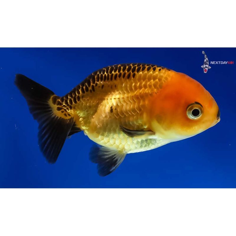 Ranchu | Koi Fish For Sale | Next Day Koi