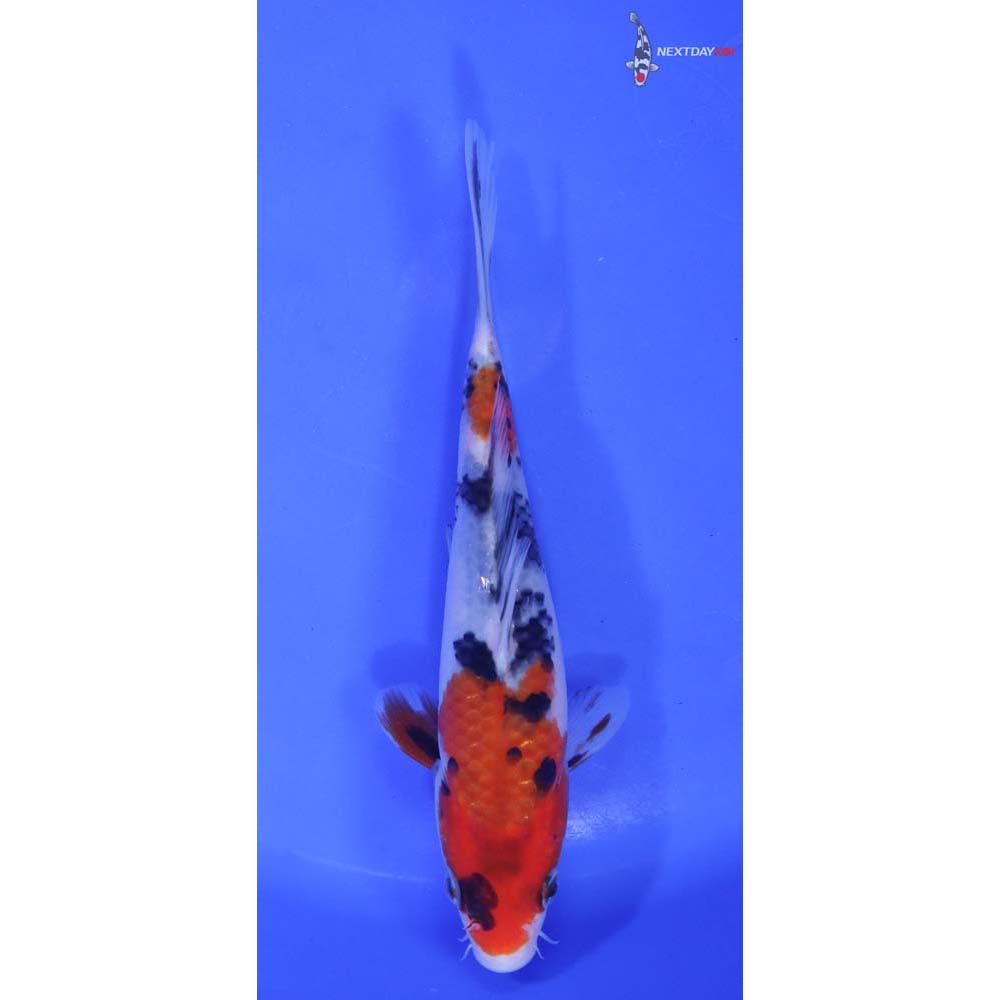 7” Imported Sanke Koi Fish For Sale