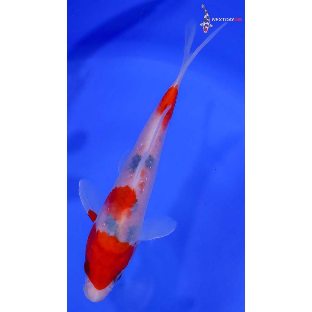 6” Imported Sanke Koi Fish For Sale