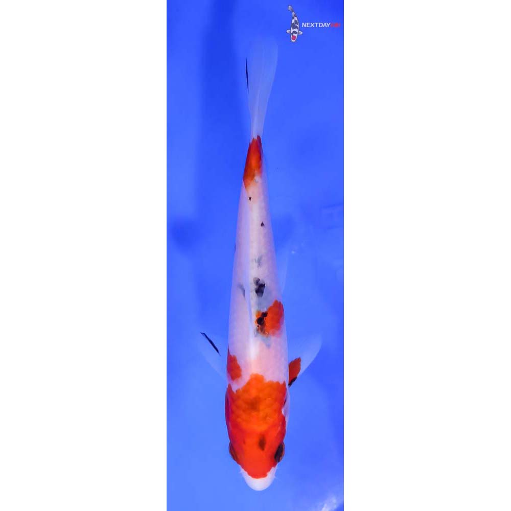 6” Imported Sanke Koi Fish For Sale