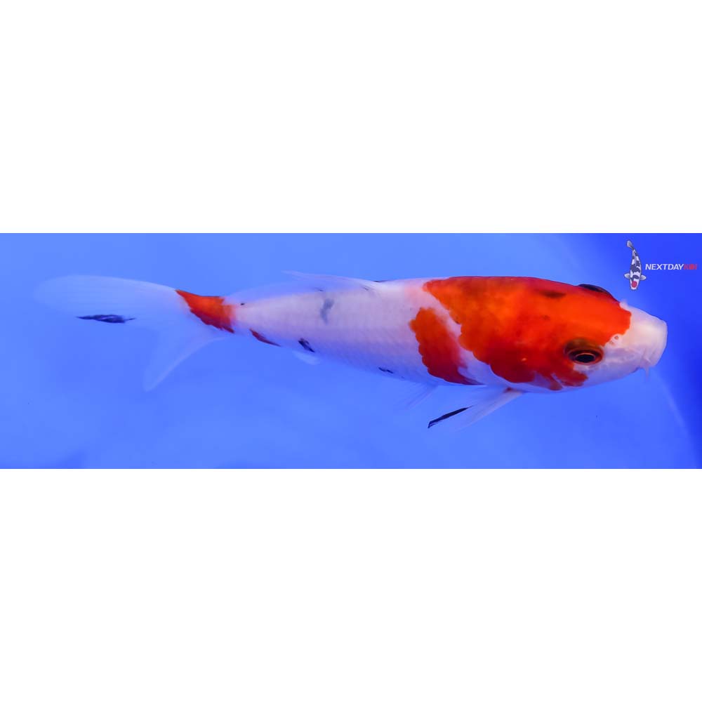 6” Imported Sanke Koi Fish For Sale