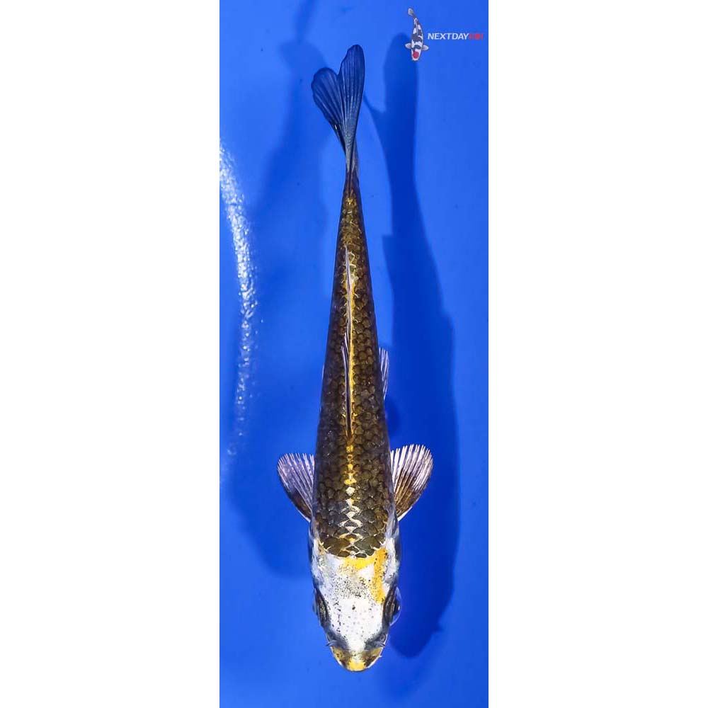 3.5” Imported Kujaku Koi Fish For Sale