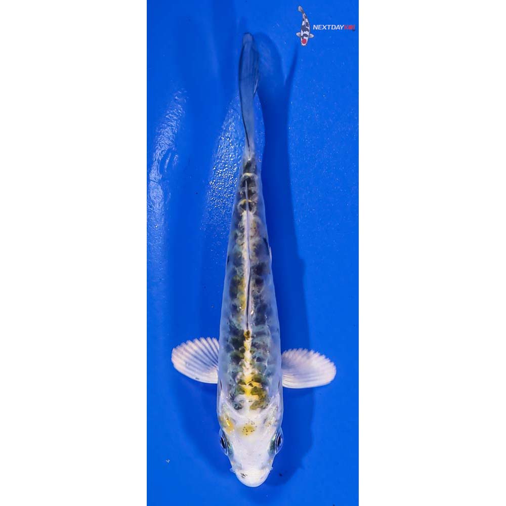 3.5” Imported Heisei Nishiki Koi Fish For Sale