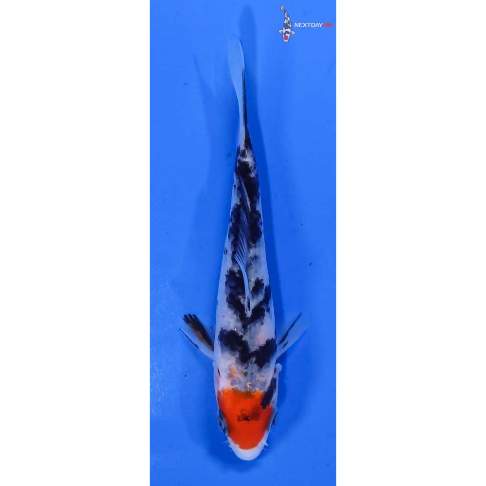 4” Imported Sanke Koi Fish For Sale