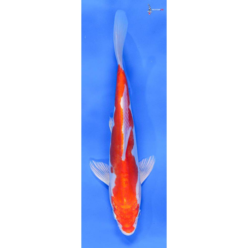 7.5” Imported Kikusui Koi Fish For Sale