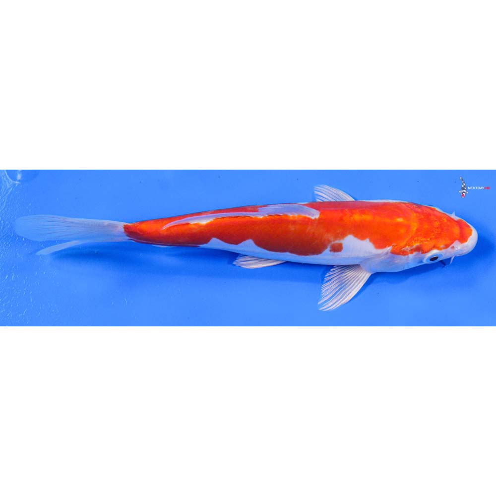 7.5” Imported Kikusui Koi Fish For Sale