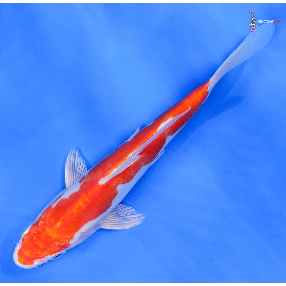 7.5” Imported Kikusui Koi Fish For Sale